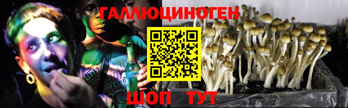 где найти   Вход с VPN  Комсомольск-на-Амуре  Галлюциногенные грибы Cubensis 